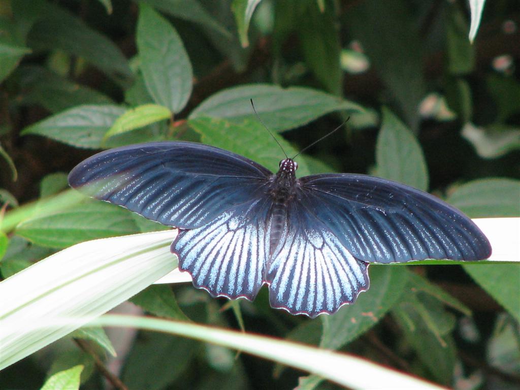 [Butterfly+Papilio+memnon+heronus_1+(Large).JPG]