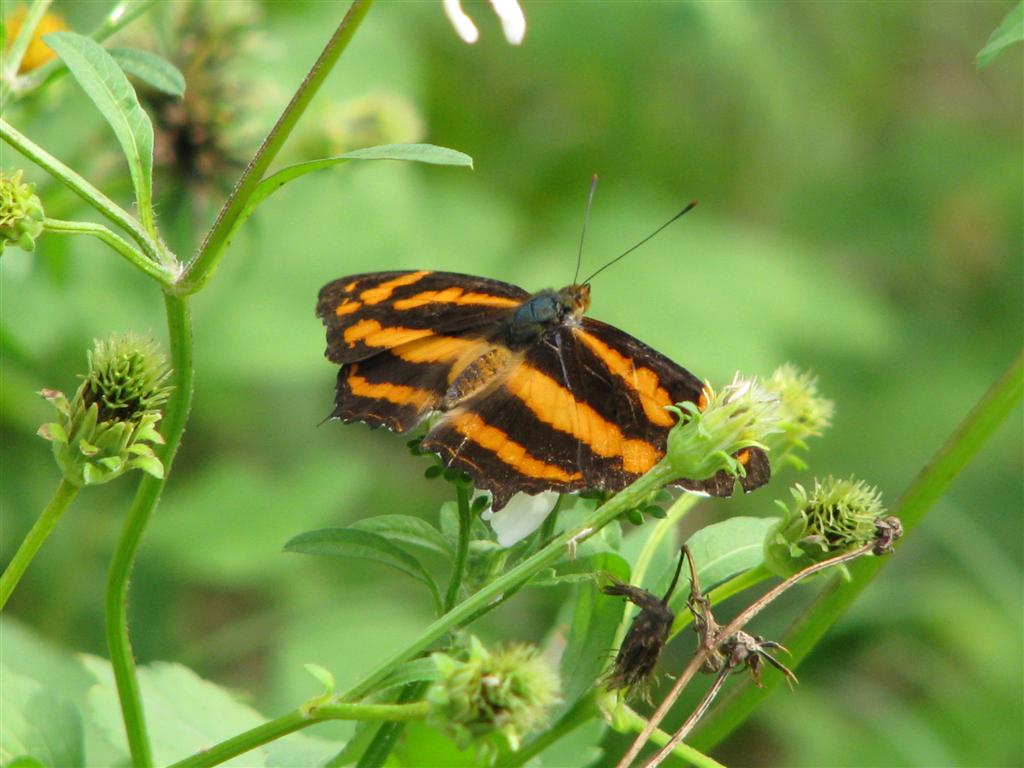 [Butterfly+Symbrenthia+lilaea+formosanus_1+(Large).JPG]