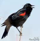 [red+wing+blackbird.jpg]