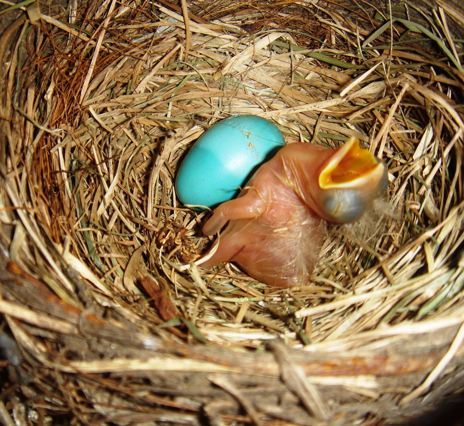 [Baby+Robin+Third+Nest.JPG]