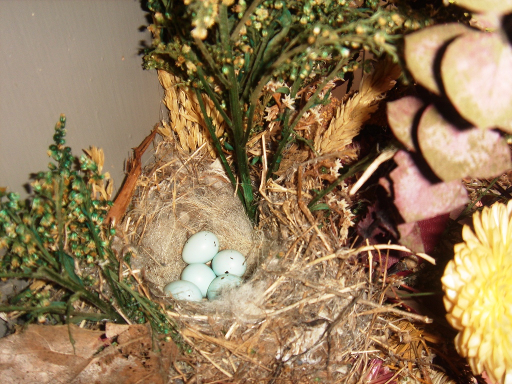 [House+Finch+Nest.JPG]