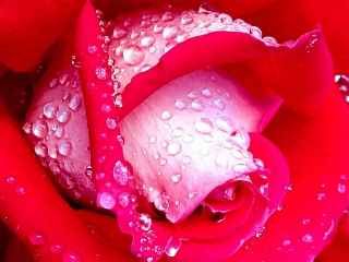 [rose_rain1.jpg]
