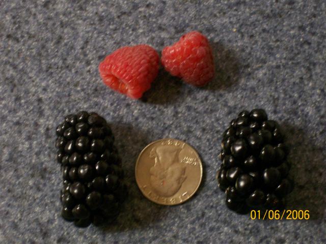 [berries+003+(Small).jpg]