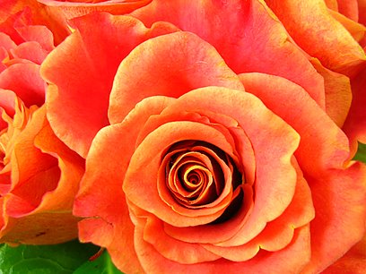 [foto-flores-rosa-laranja.jpg]