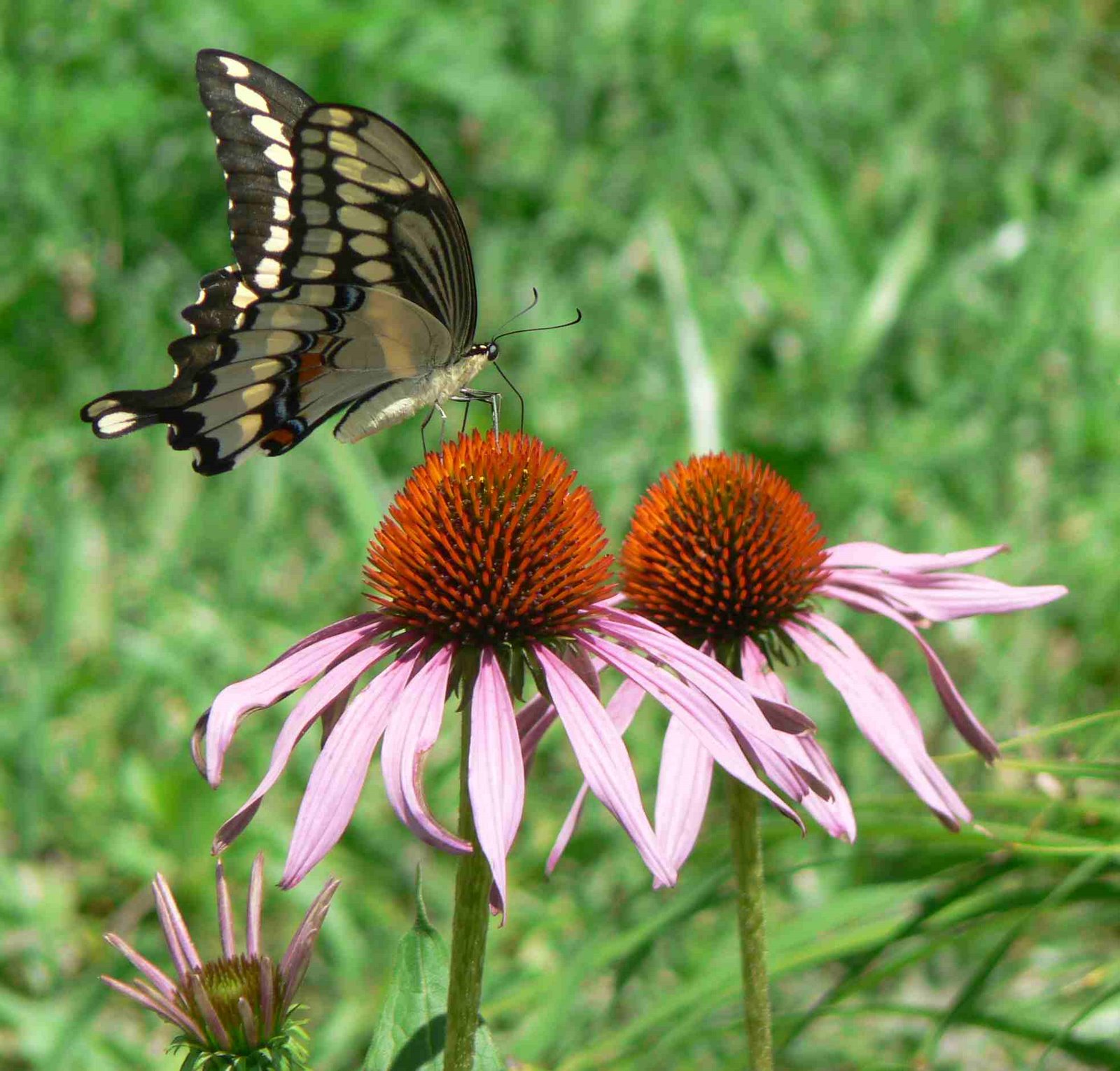 [butterfly+and+coneflower.jpg]
