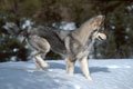 [wolf+dancing+in+snow.jpg]