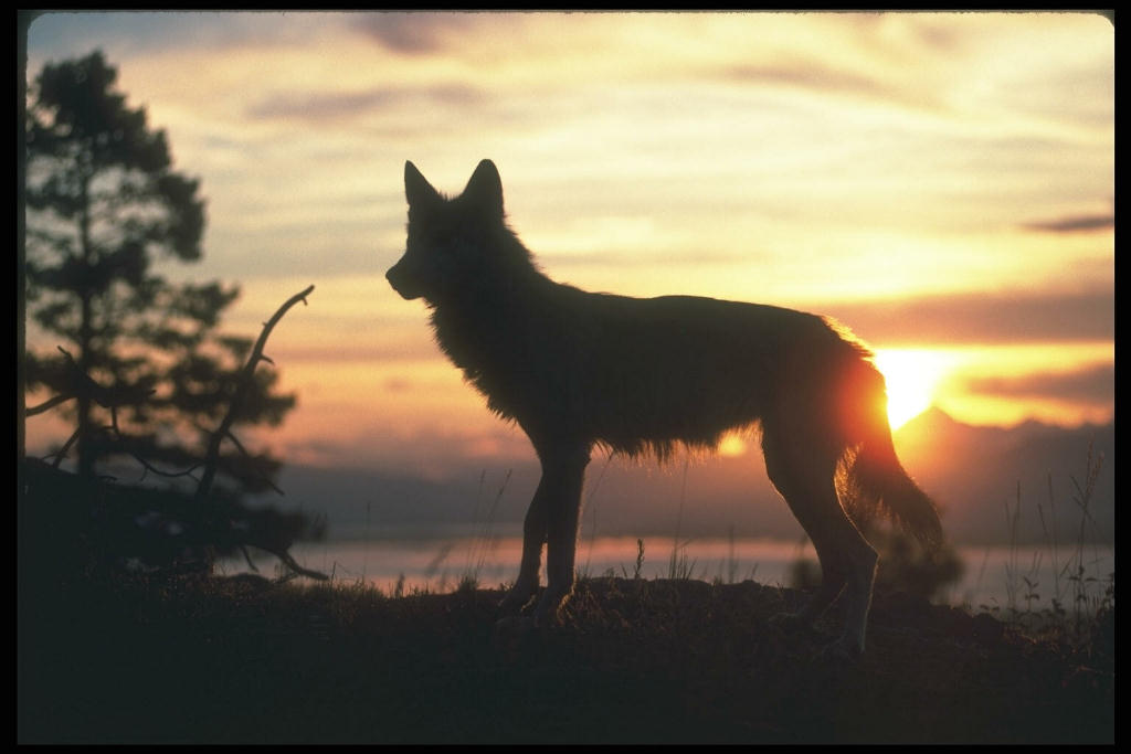 [wolf+in+sunset.jpg]