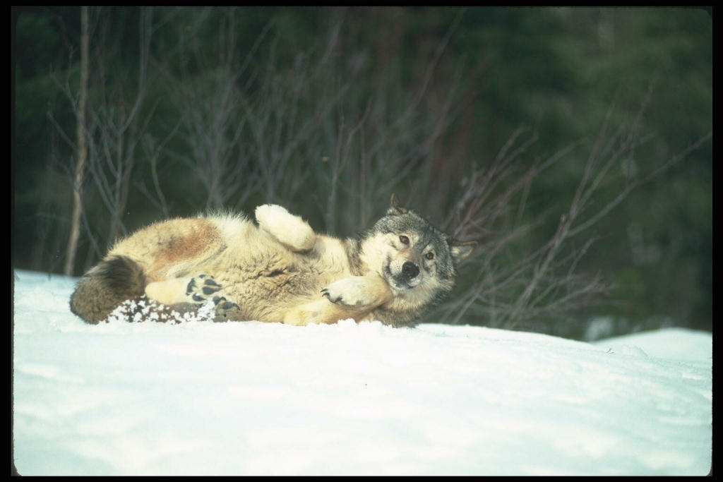 [wolf+lying+down+play+in+snow.jpg]
