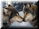 [two+wolves+nose+to+nose.jpg]