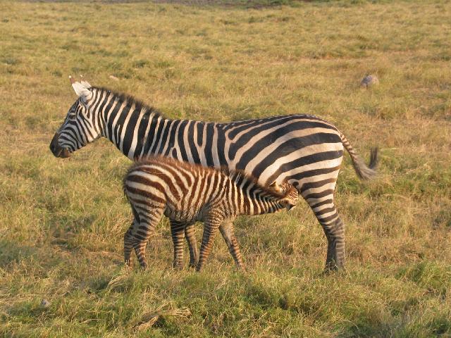 [Park-2-07-Amboseli-zebra-mother-baby.jpg]