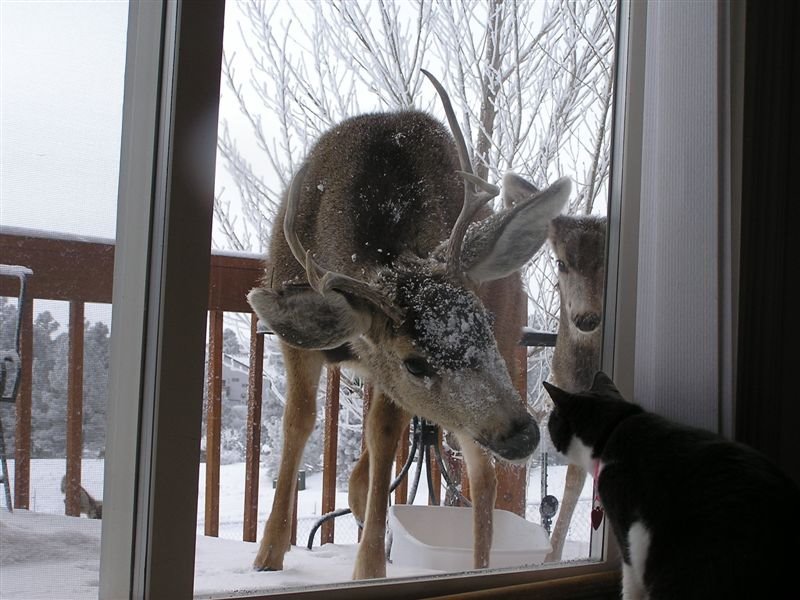 [Cat+and+Deer.bmp]