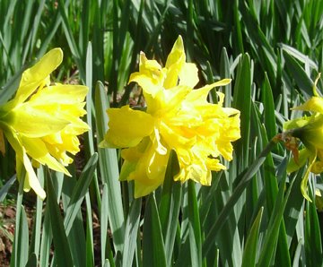 [Daffodil+close+up.jpg]