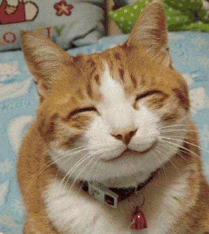 [gato+sorrindo.bmp]