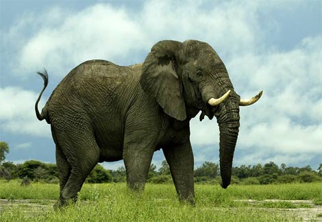 [african-elephant2.jpg]