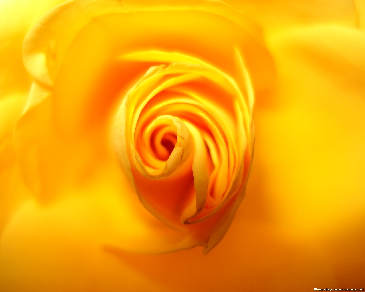 [saigon-yellow-rose-2007-1-1280x1024.jpg]