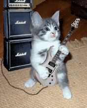 [guitar_cat.png]