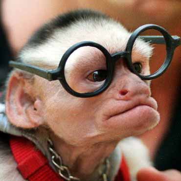 [glasses_monkey.jpg]