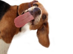 [licking_beagle.jpg]