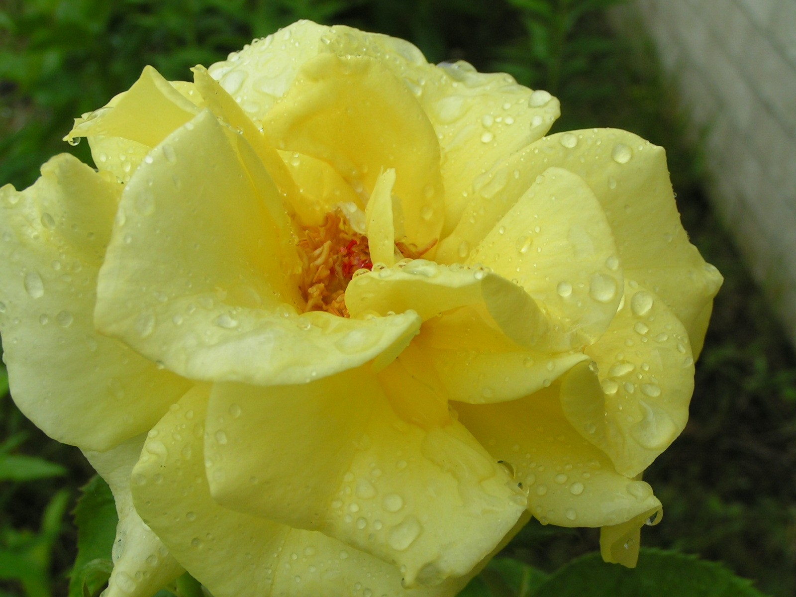 [yellow+rose+waterdrop2.jpg]