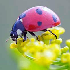 [ladybug_wildflower_lg_planetnatural-com_Randy+P-1.jpg]