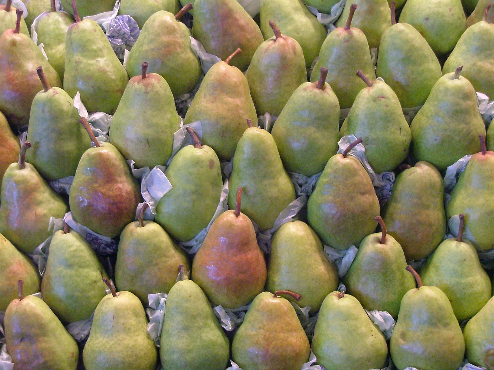 [pears.jpg]