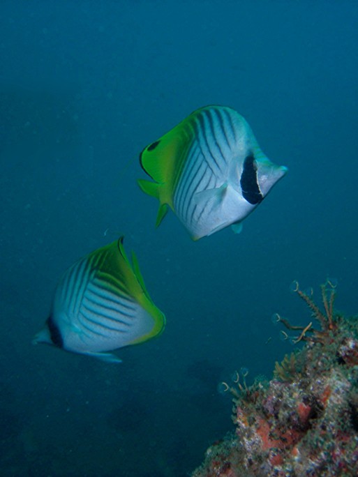 [14+-+20080702+-+Moçambique+(Manta+Reef)+026_Alt+(Threadfin+Butterflyfish)_Web.jpg]