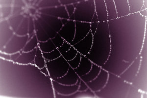 [spider+web.jpg]