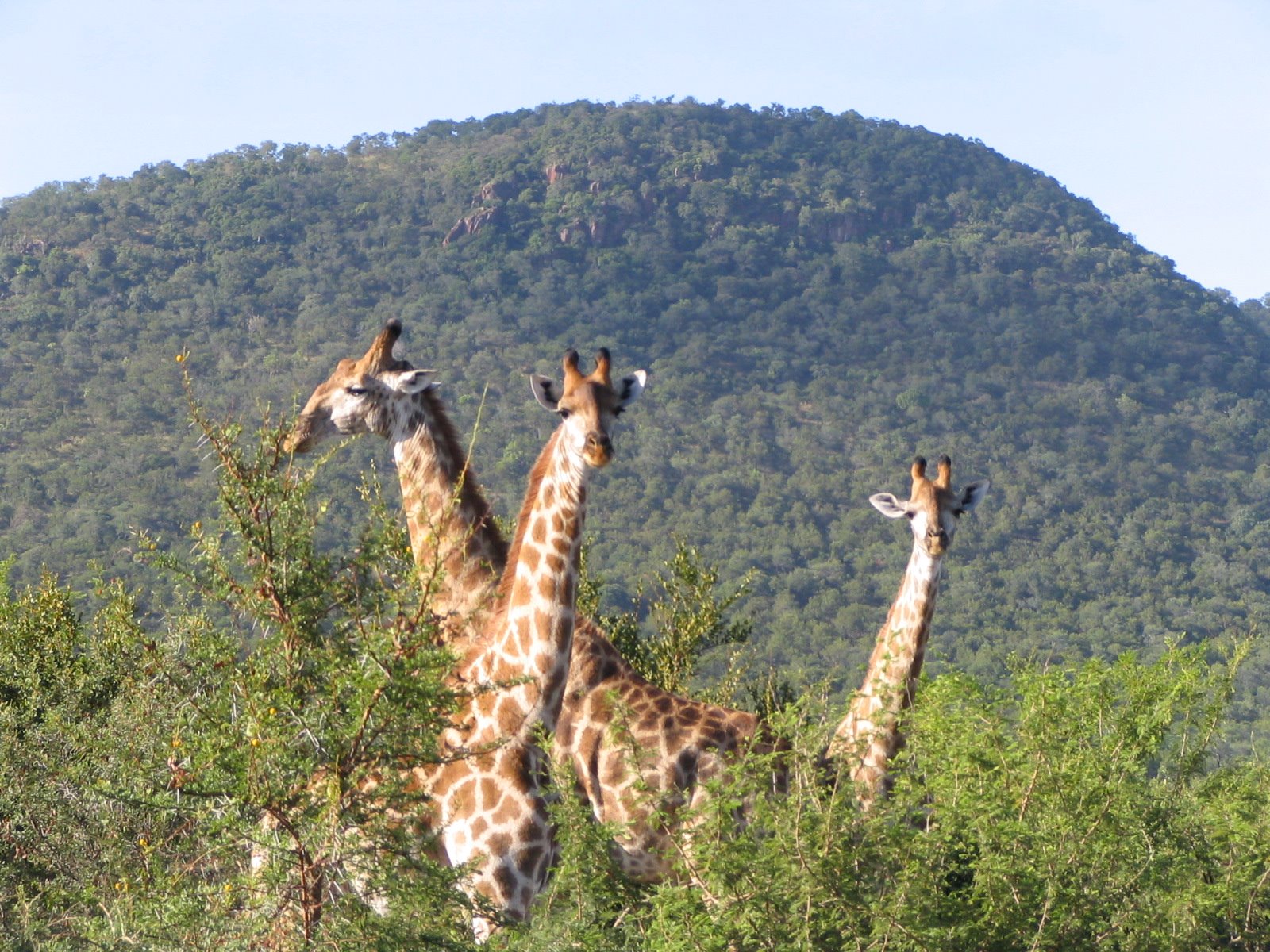 [004+Giraffes+at+Kruger+NP.jpg]