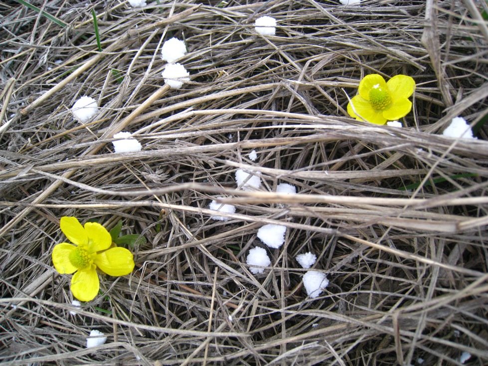 [buttercups+and+tiny+snowballs1.JPG]