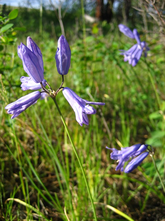 [wild-hyacinth2.JPG]