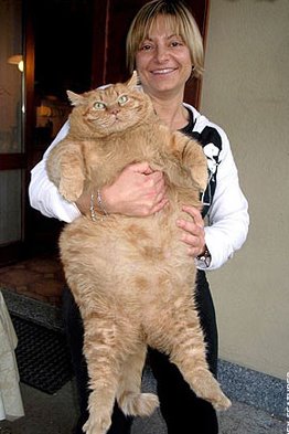[gato+gordo.jpg]