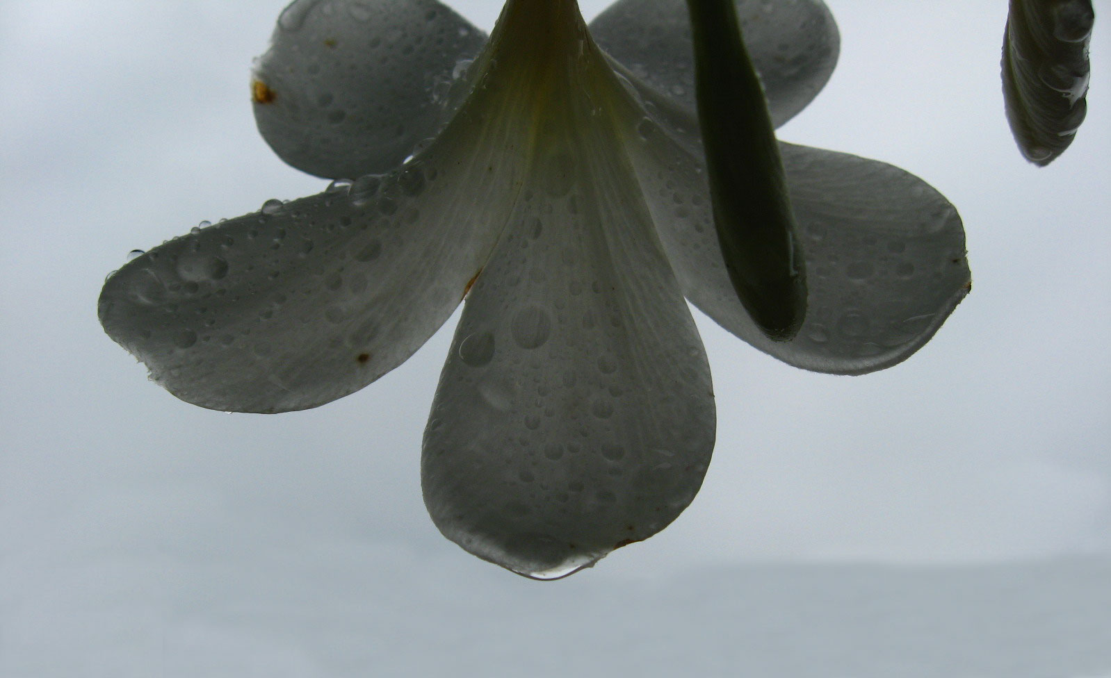 [frangipani-raindrops.jpg]