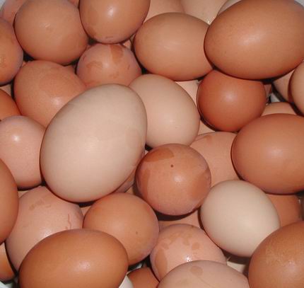 [eggs-blog-size.jpg]