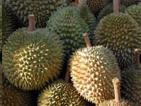 [durian+2.jpg]