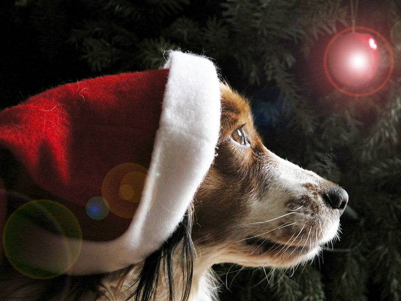 [Christmas+Dog+1.jpg]