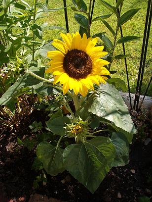 [sunflower.JPG]
