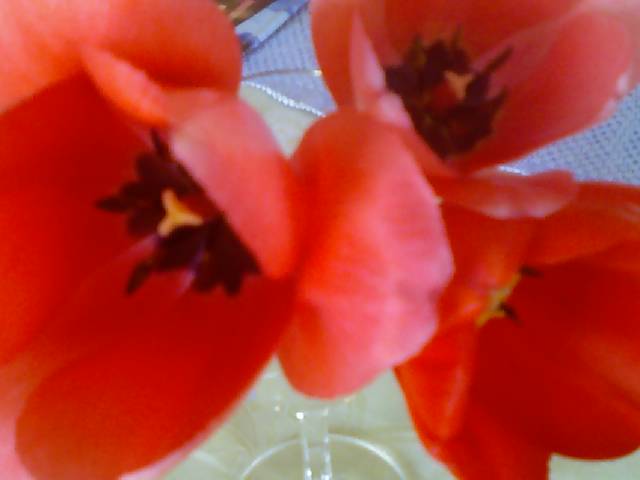 [tulips+closeup.jpg]