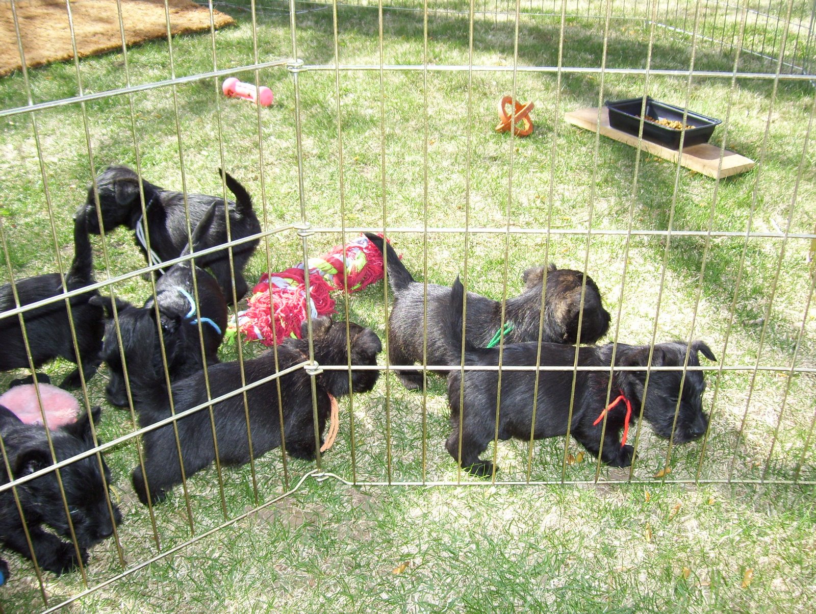 [peppers+march+23+2008+puppies+012.jpg]
