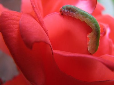 [red-rose-worm.jpg]
