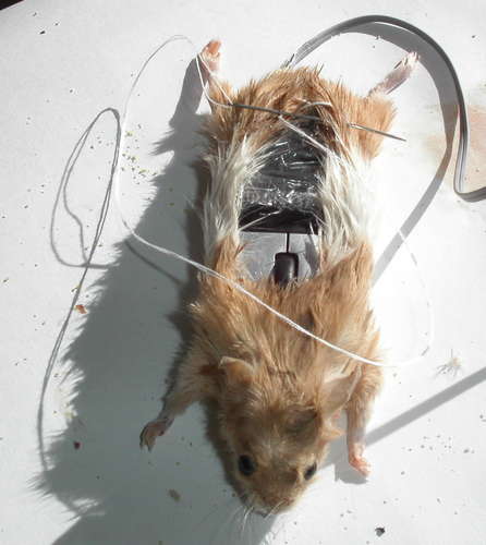 [computer_mouse_using_a_real_dead_mouse_5.jpg]