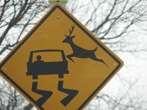 [deer+attacking+car.jpg]