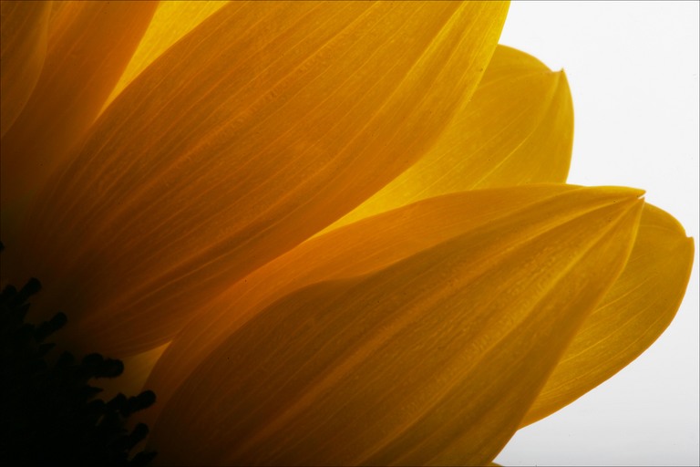 [sunflower-flower.jpg]