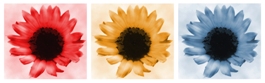 [3_colored_sunflowers_tn.jpg]