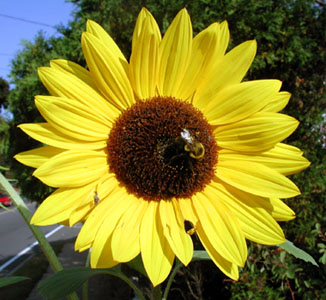 [sunflower,resize+-+ed.jpg]