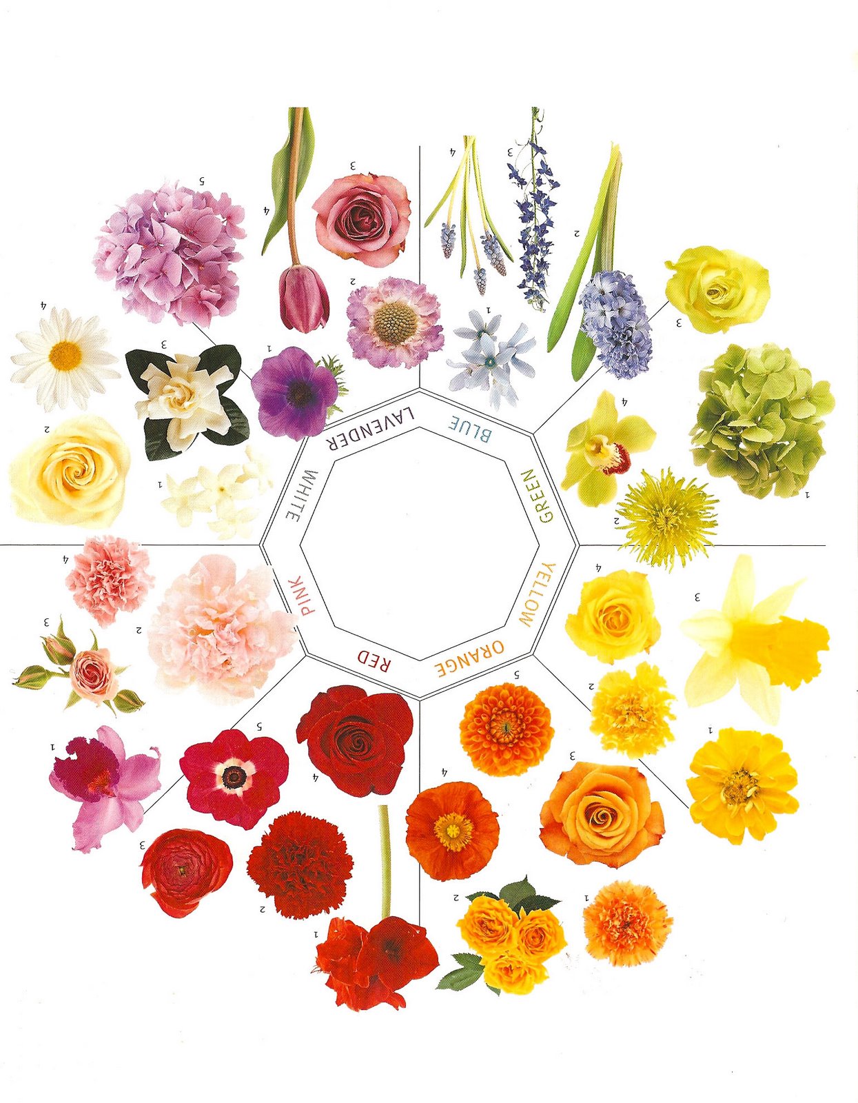 [flower+wheel.jpg]
