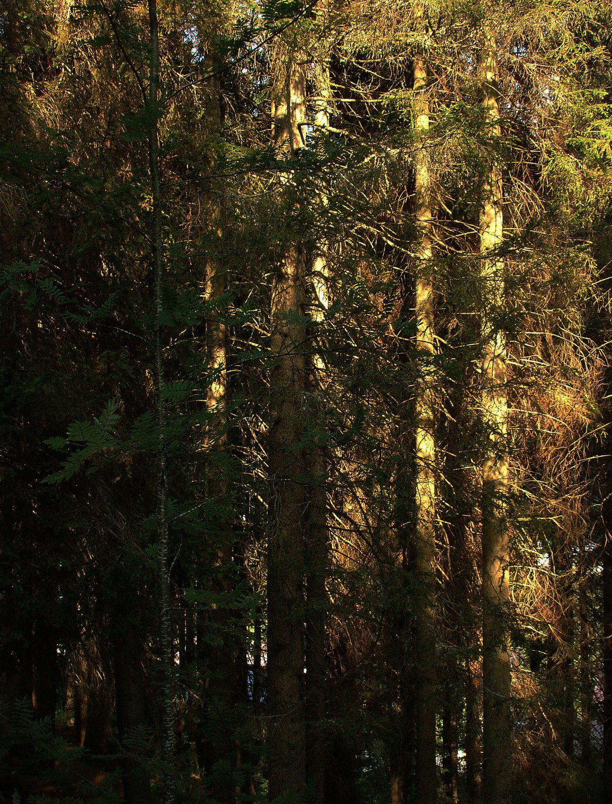 [sunlight+pines+MDC.jpg]