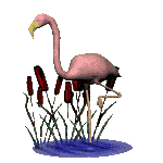 [pink+flamingo.gif]