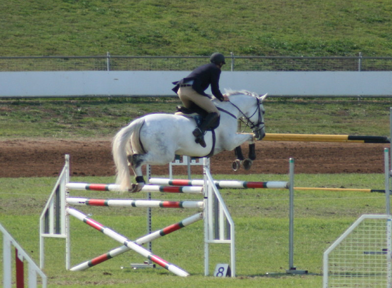 [grey+horse+jumping.jpg]