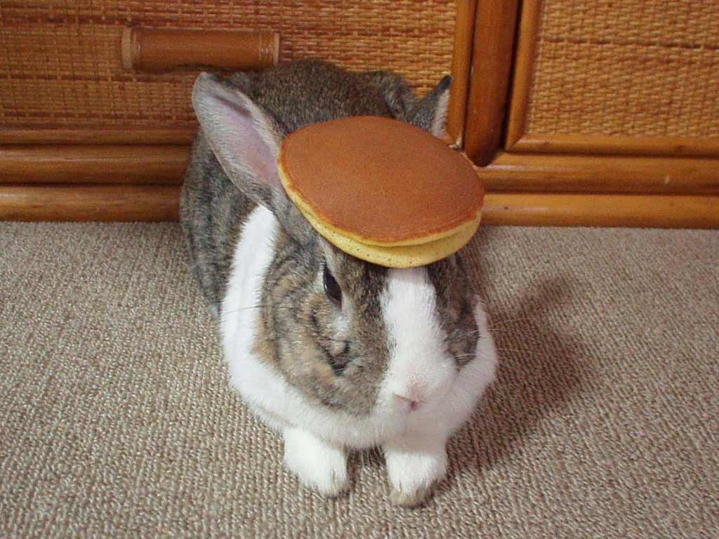 [pancake_bunny.jpg]