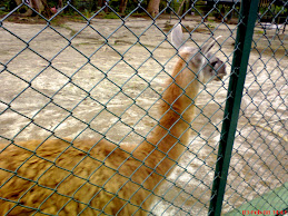 Lama @ Zoo of Pematangsiantar